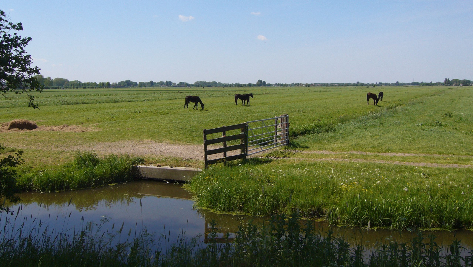 Paarden
