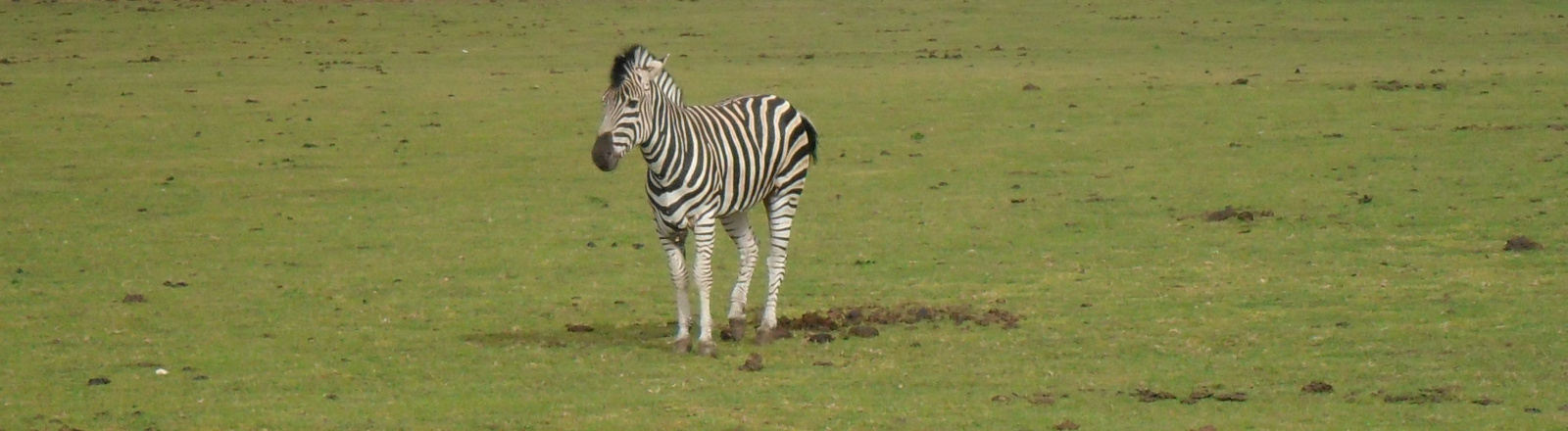 Zebra