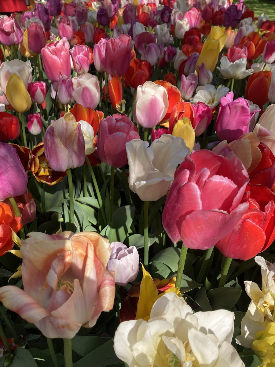 Tulpen