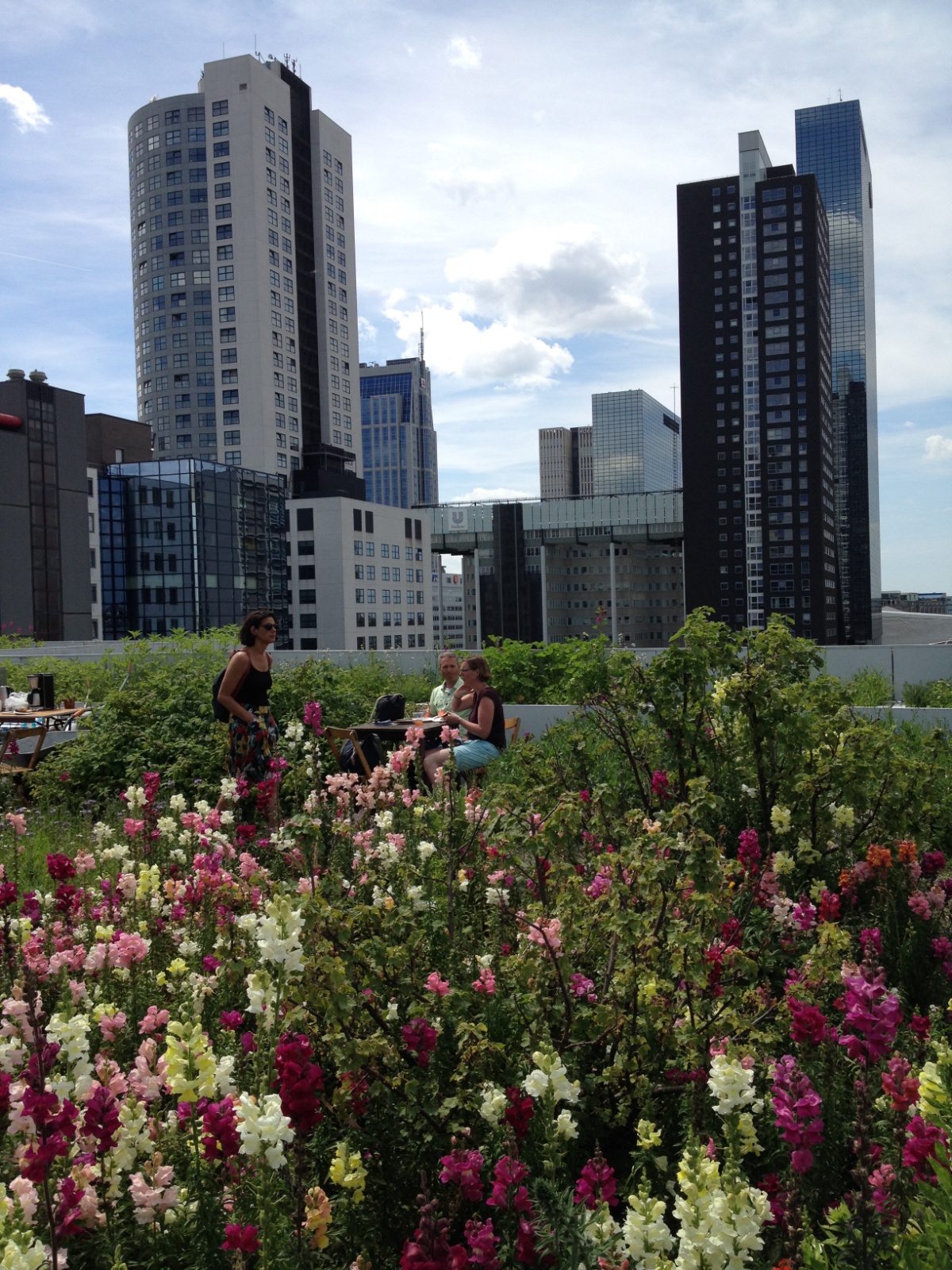 Rotterdamse Dakendagen